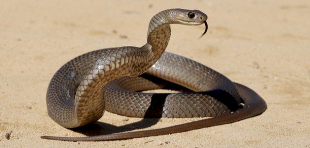 أهم تفسيرات رؤية الداب في المنام لابن سيرين