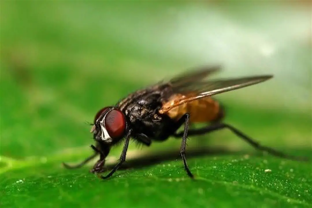 تعرف على تفسير قتل الذبابة في المنام لابن سيرين