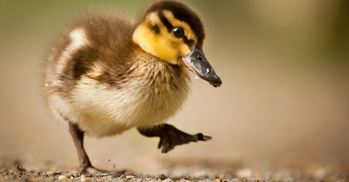 أهم 20 تفسير لحلم البطة لابن سيرين