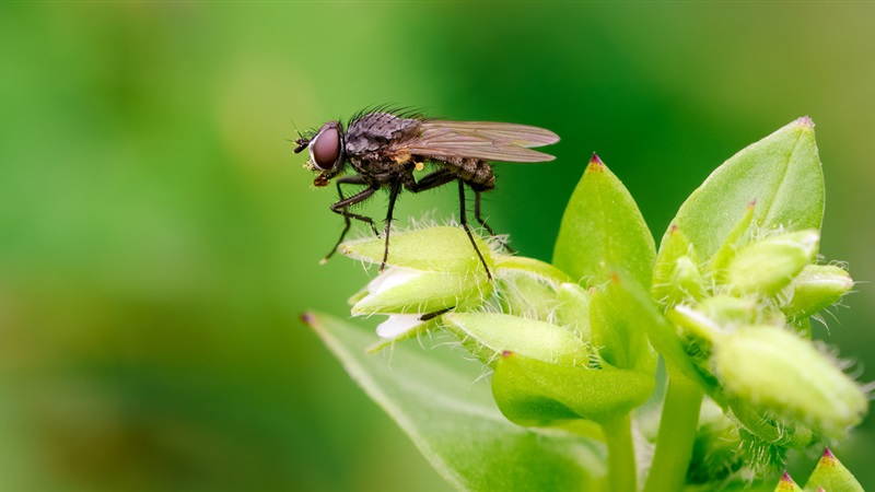ما تفسير حلم الذباب في المنام لابن سيرين