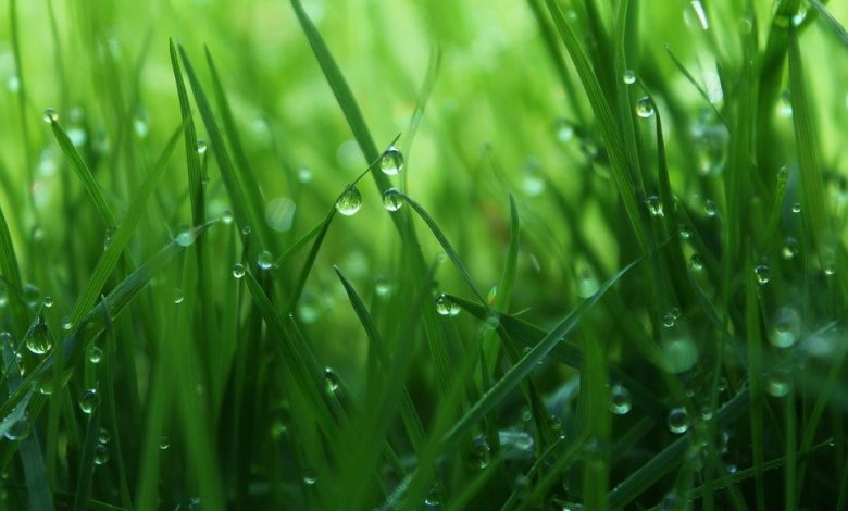 ما تفسير حلم الزرع الأخضر في المنام لابن سيرين