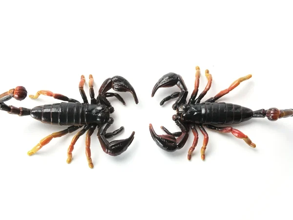 ما تفسير رؤية قتل العقرب في المنام للمتزوجة