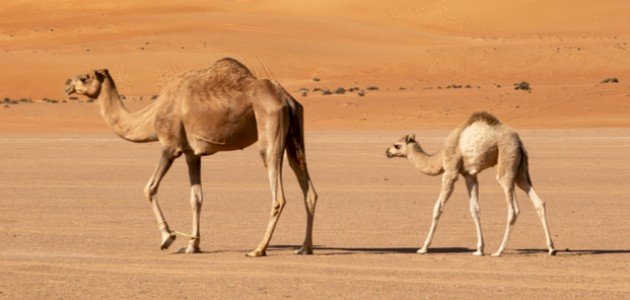 ما تفسير حلم الناقة مع ولدها في المنام لابن سيرين