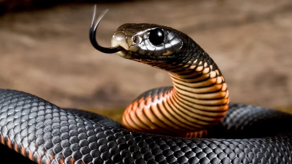 ما تفسير حلم قتل الحية في المنام لابن سيرين