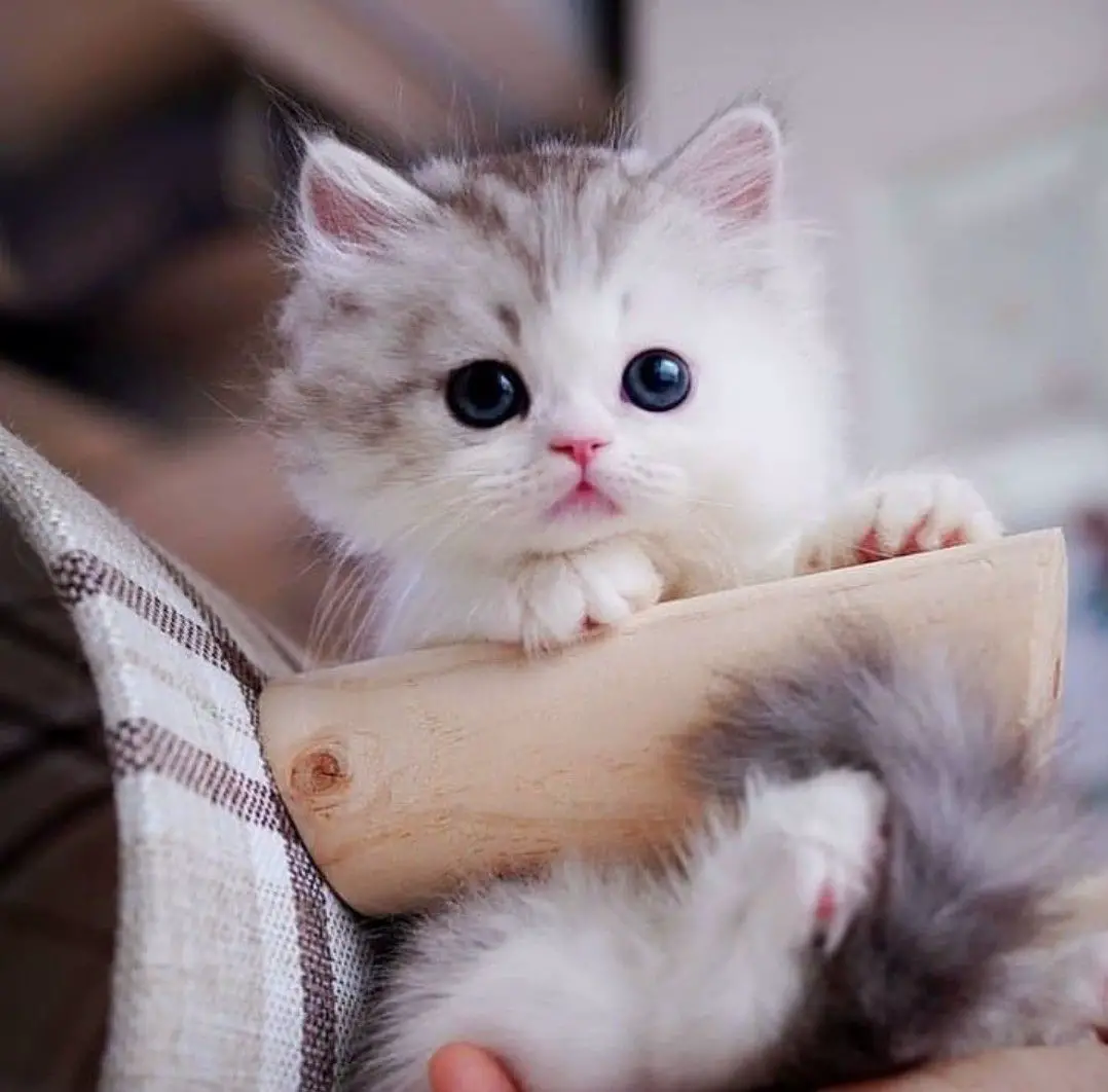 تأويلات ابن سيرين لرؤية قطة صغيرة في المنام للمتزوجة