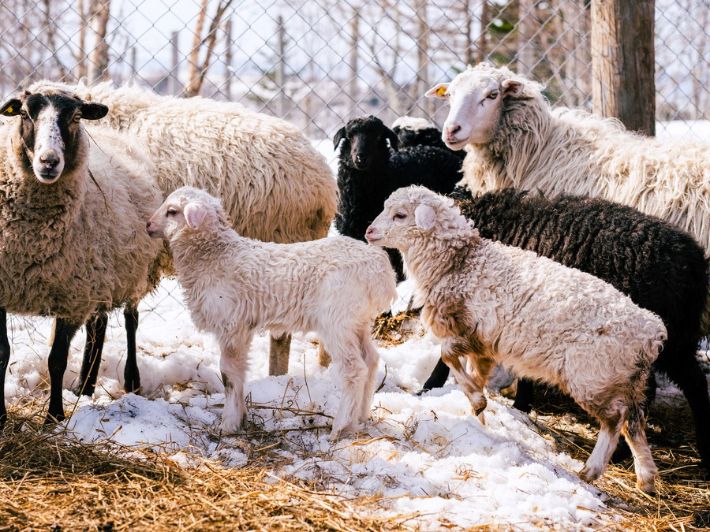 تفسير حلم الغنم في المنام لابن سيرين