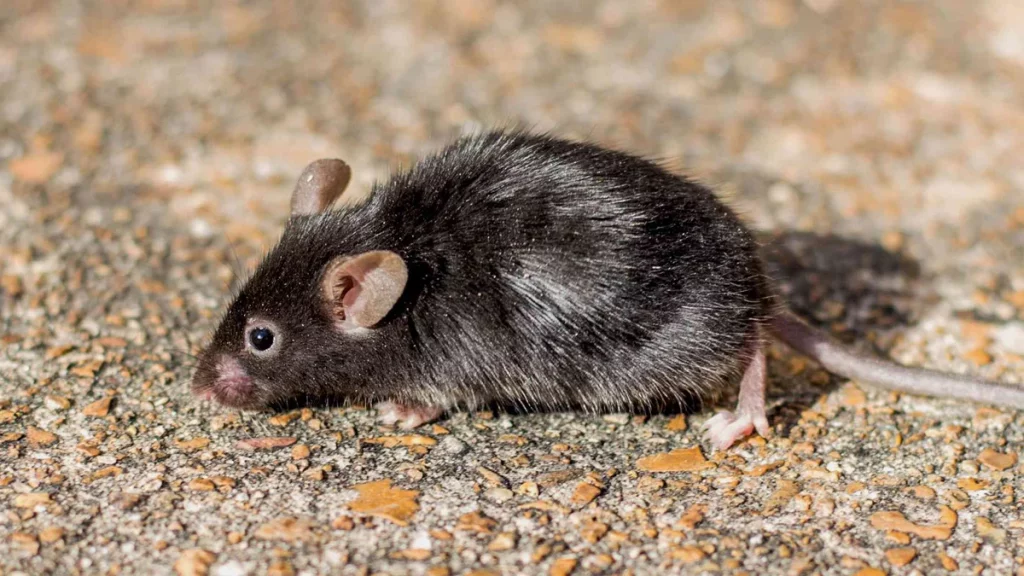 أهم 20 تفسير لرؤية رؤية الفئران في المنام