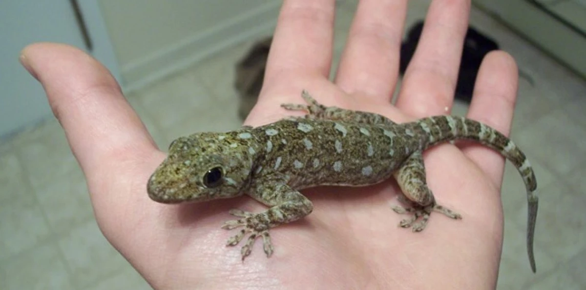 اعرف أكثر عن تفسير رؤية الوزغة في المنام لابن سيرين