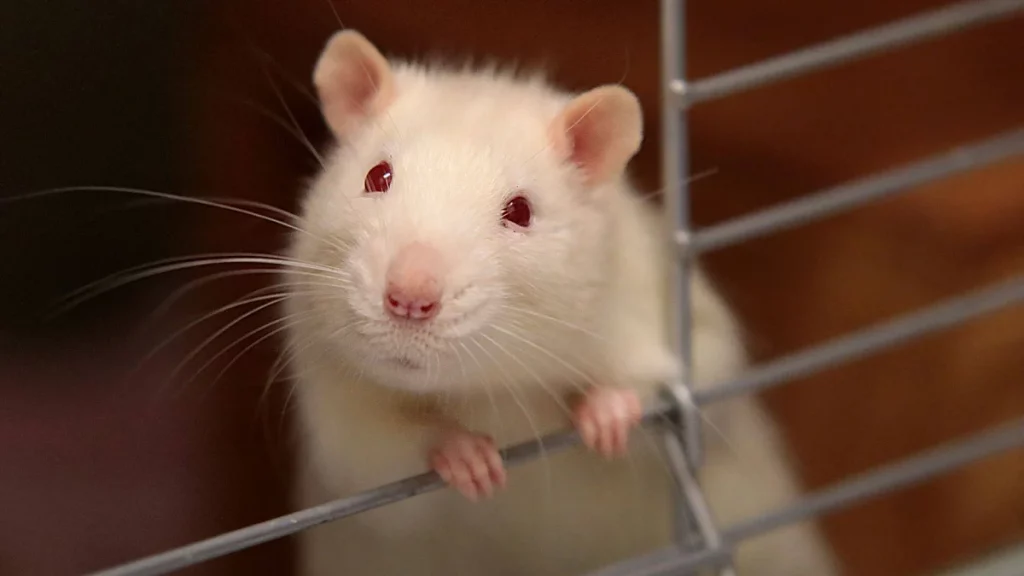 أهم 20 تفسير لحلم الفئران الكثيرة في البيت لابن سيرين