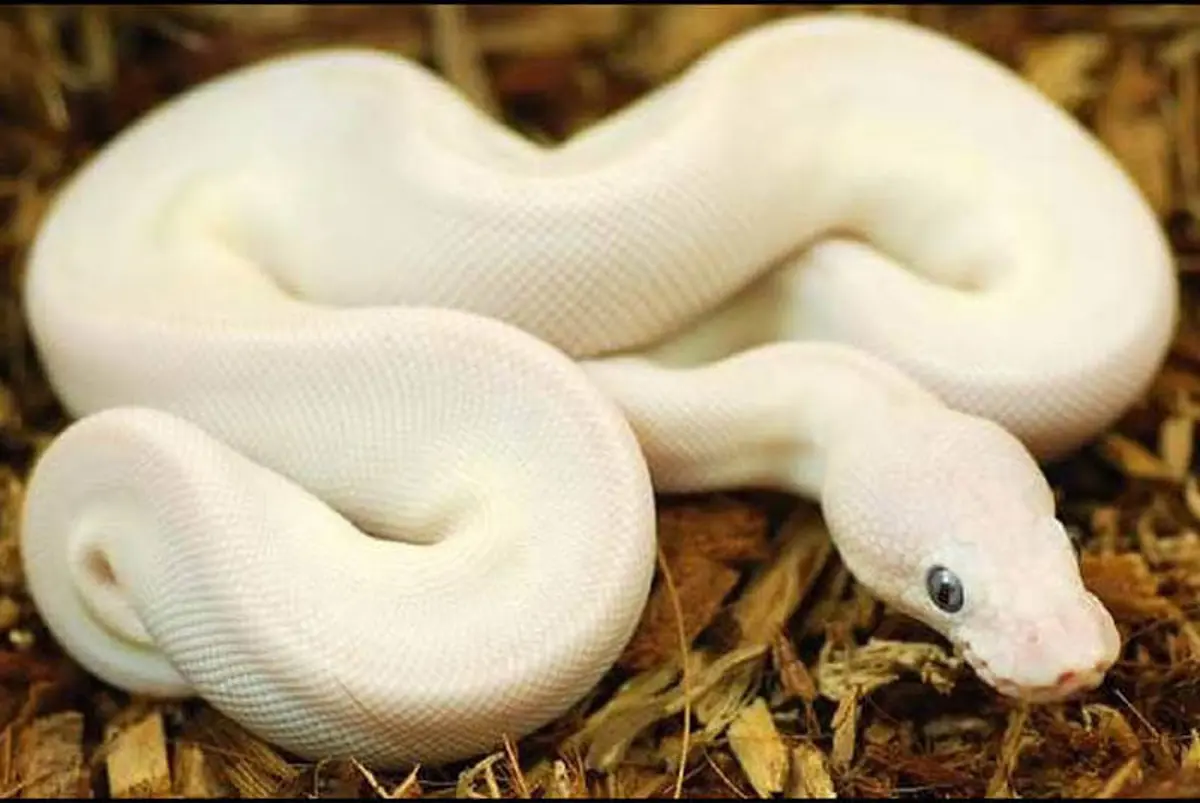 تأويلات ابن سيرين لتفسير رؤية الأفعى في المنام والخوف منها