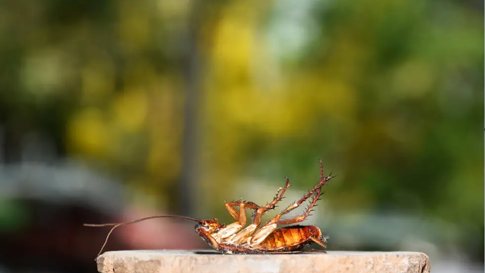 ما تفسير حلم الصراصير الكبيرة وقتلها للعزباء لابن سيرين