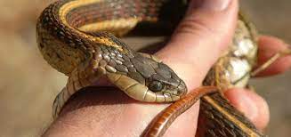 تعرف على تفسير رؤية الثعبان في المنام للرجل لابن سيرين