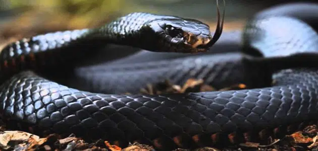 تعرف على تفسير الحلم بالثعابين الكثيره في المنام لابن سيرين