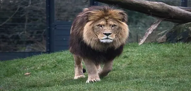 أهم تفسيرات رؤية مجموعة من الأسود في المنام لابن سيرين