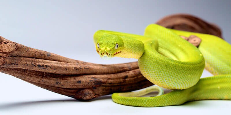 اعرف أكثر عن تفسير الحلم بثعبان كبير في المنام لابن سيرين