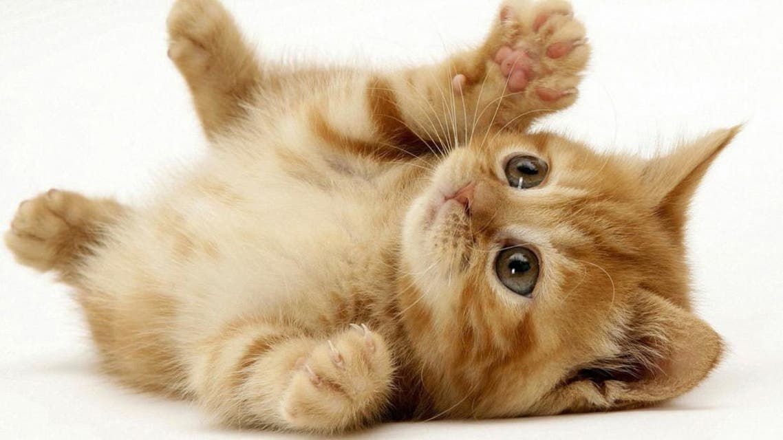 ما هو تفسير رؤيا قطط في المنام لابن سيرين