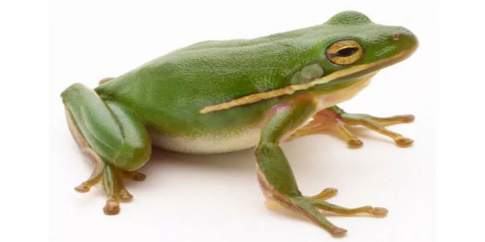 أهم 20 تفسير رؤية الضفادع في المنام للمتزوجة لابن سيرين