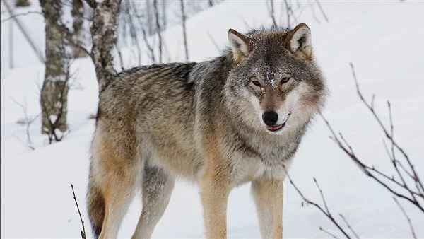 تفسير حلم الذئب في المنام لابن سيرين