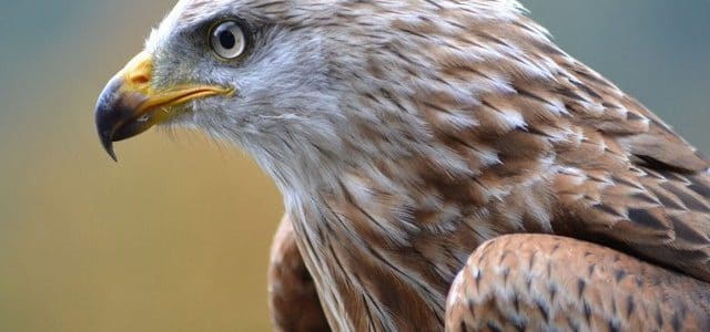 ما هو تفسير رؤية الصقر في المنام لابن سيرين