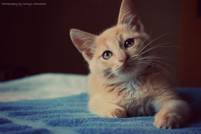 ما هو تفسير رؤية اكل القط في المنام لابن سيرين