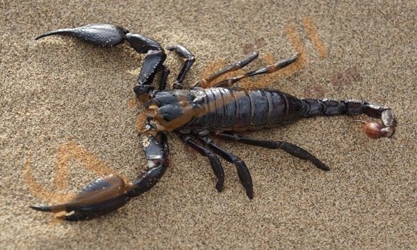 ما هو تفسير رؤية العقرب في المنام لابن سيرين