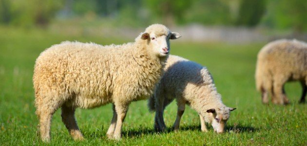 تفسير حلم شراء الخروف في المنام لابن سيرين