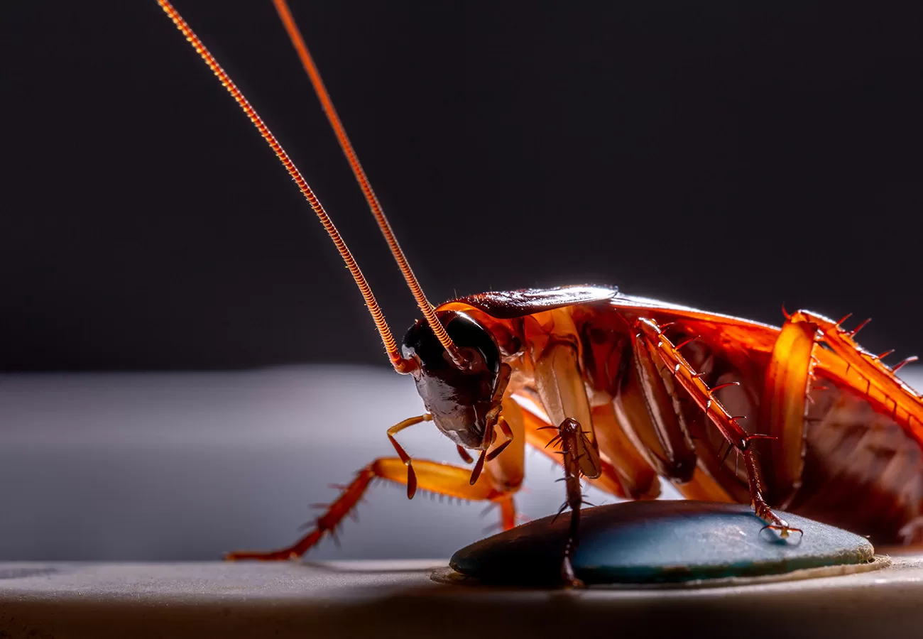 ما هو تفسير رؤية قتلت الصرصور في المنام للعزباء لابن سيرين