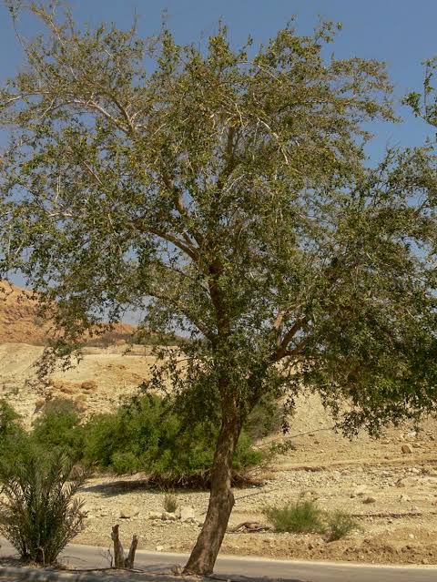 تعرف على تفسير رؤية السدر المطحون في المنام لابن سيرين