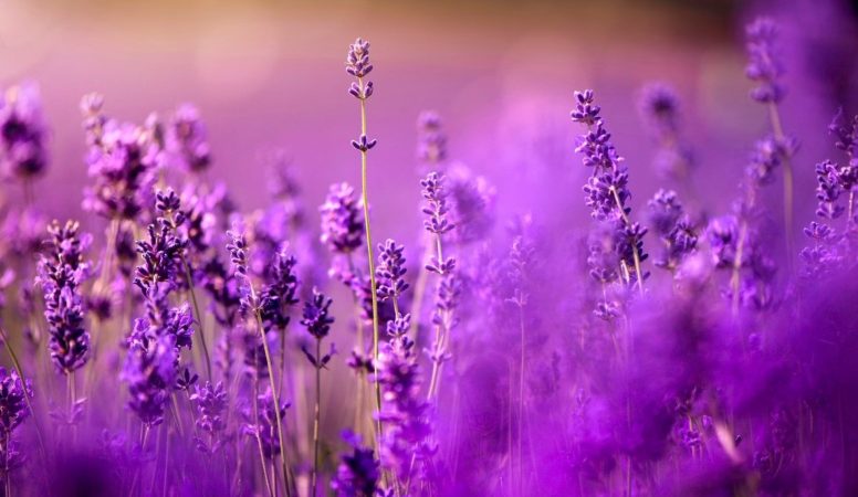 تفسير اللون البنفسجي في المنام لابن سيرين