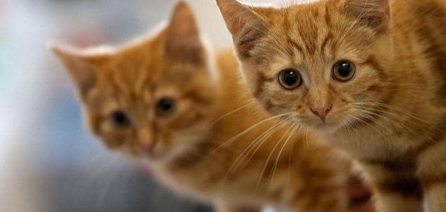 تعرف على تفسير رؤية القطط بالحلم لابن سيرين