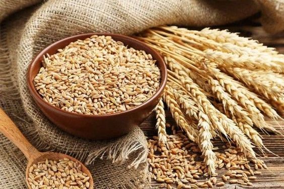 أهم 100 تفسير لرؤية القمح في المنام لابن سيرين