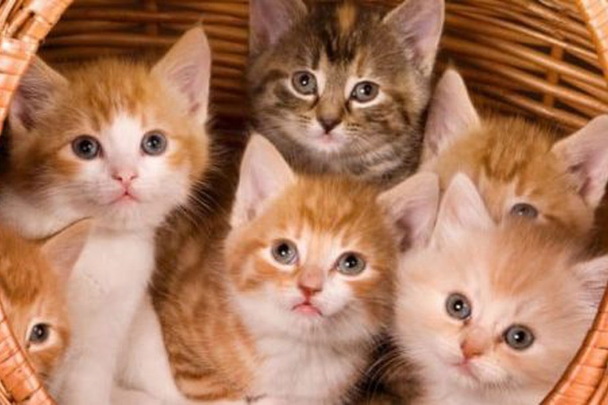 تأويلات ابن سيرين لرؤية القط الصغير في المنام