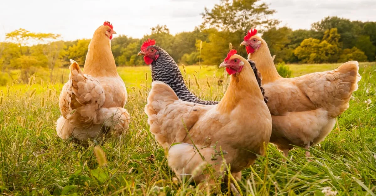 أهم 20 تفسير للحلم بالدجاج في المنام لابن سيرين