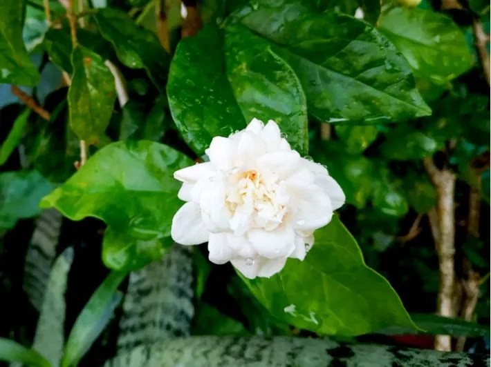 أهم تفسيرات رؤية الفل في المنام لابن سيرين